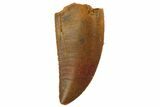 Serrated, Raptor Tooth - Real Dinosaur Tooth #135181-1